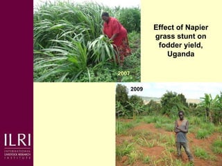 Napier grass smut and stunt resistance: A partnership approach to mitigate the effects of Napier diseases on smallholder dairy