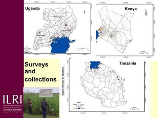 Napier grass smut and stunt resistance: A partnership approach to mitigate the effects of Napier diseases on smallholder dairy