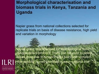 Napier grass smut and stunt resistance: A partnership approach to mitigate the effects of Napier diseases on smallholder dairy