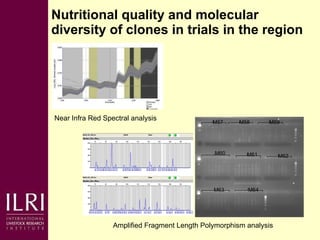 Napier grass smut and stunt resistance: A partnership approach to mitigate the effects of Napier diseases on smallholder dairy