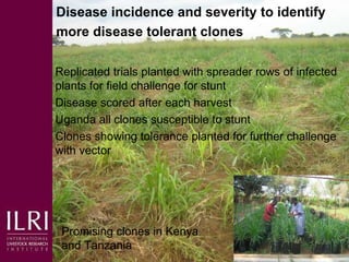Napier grass smut and stunt resistance: A partnership approach to mitigate the effects of Napier diseases on smallholder dairy