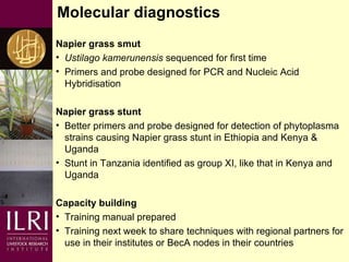 Napier grass smut and stunt resistance: A partnership approach to mitigate the effects of Napier diseases on smallholder dairy