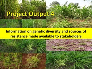 The Napier Grass Diseases Project: Outcomes mapped