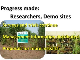 The Napier Grass Diseases Project: Outcomes mapped