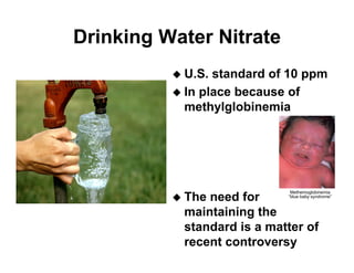 Manure happens: Altering the global nitrogen cycle by feeding about seven billion carnivorous humans