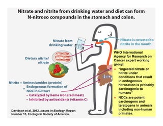Manure happens: Altering the global nitrogen cycle by feeding about seven billion carnivorous humans