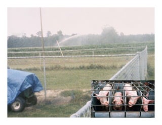 Manure happens: Altering the global nitrogen cycle by feeding about seven billion carnivorous humans