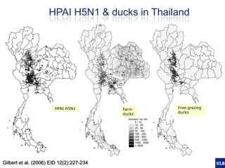 Spatial epidemiology of avian influenza in Asia and intensifying poultry production systems