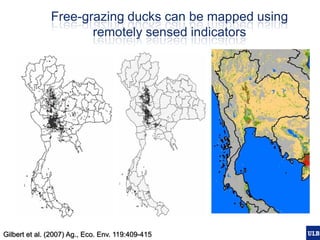 Spatial epidemiology of avian influenza in Asia and intensifying poultry production systems