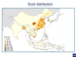 Spatial epidemiology of avian influenza in Asia and intensifying poultry production systems