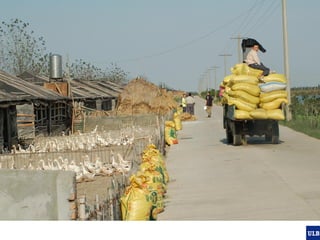 Spatial epidemiology of avian influenza in Asia and intensifying poultry production systems