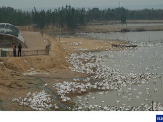 Spatial epidemiology of avian influenza in Asia and intensifying poultry production systems