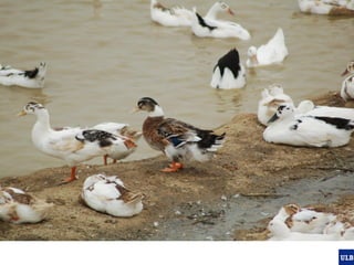 Spatial epidemiology of avian influenza in Asia and intensifying poultry production systems