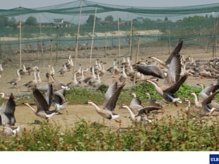 Spatial epidemiology of avian influenza in Asia and intensifying poultry production systems