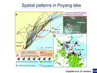 Spatial epidemiology of avian influenza in Asia and intensifying poultry production systems