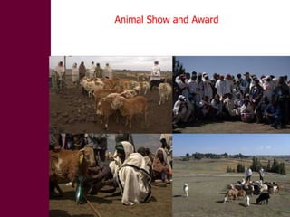 Designing community-based breeding strategies for indigenous sheep breeds of smallholders in Ethiopia