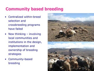 Designing community-based breeding strategies for indigenous sheep breeds of smallholders in Ethiopia