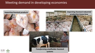 Better lives through livestock: ILRI overview