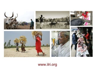 www.ilri.org 