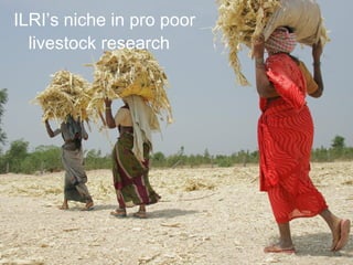 ILRI’s niche in pro poor livestock research   