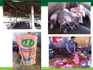 Linking research and management of food safety within One health/ecohealth context in Vietnam: Concepts and applications
