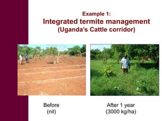 Livestock development for better water use in the Nile Basin