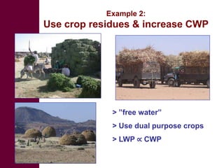 Livestock development for better water use in the Nile Basin