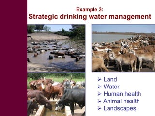Livestock development for better water use in the Nile Basin