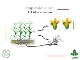 crop residue use  CA ideal situation http://www.iconpot.com http://www.openclipart.org 