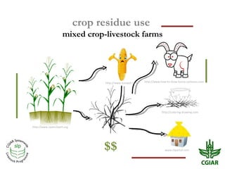Crop residue use in crop-livestock farms: Challenges and options of mulching in sub-Saharan Africa and South Asia