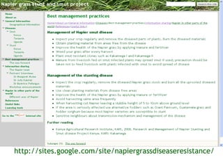 Sharing results: Communication within the Napier grass disease resistance project