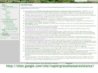 Sharing results: Communication within the Napier grass disease resistance project