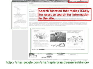 Sharing results: Communication within the Napier grass disease resistance project