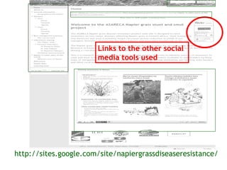 Sharing results: Communication within the Napier grass disease resistance project