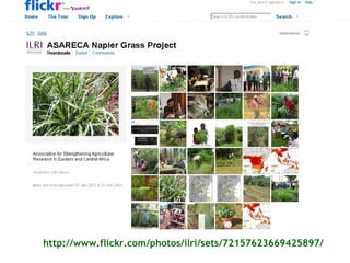 Sharing results: Communication within the Napier grass disease resistance project