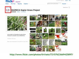 Sharing results: Communication within the Napier grass disease resistance project