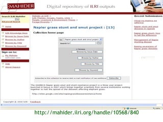 Sharing results: Communication within the Napier grass disease resistance project