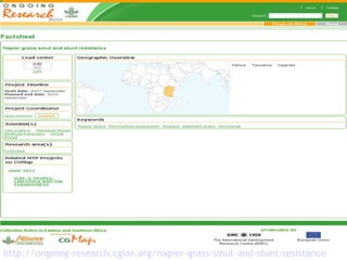 Sharing results: Communication within the Napier grass disease resistance project