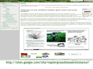 Sharing results: Communication within the Napier grass disease resistance project