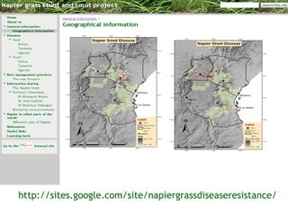 Sharing results: Communication within the Napier grass disease resistance project