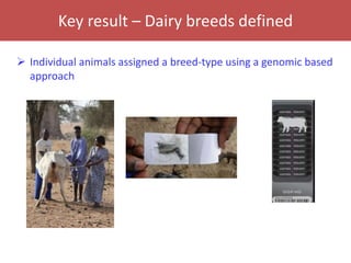 Senegal dairy genetics