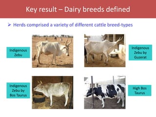 Senegal dairy genetics