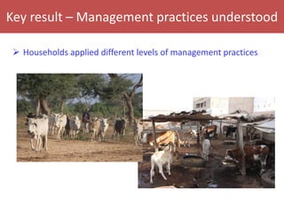 Senegal dairy genetics