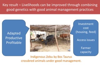 Senegal dairy genetics