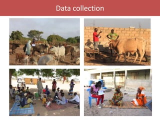 Senegal dairy genetics