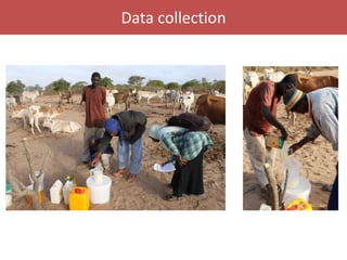 Senegal dairy genetics