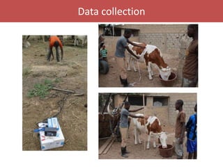 Senegal dairy genetics