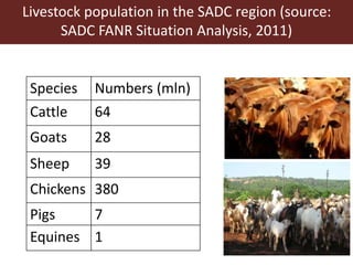 The livestock landscape and ILRI in Southern Africa