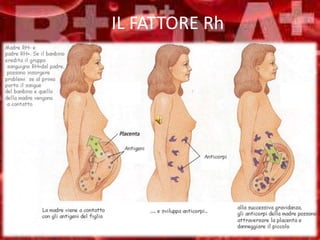 IL FATTORE Rh
 