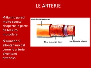 LE ARTERIE
Hanno pareti
molto spesse
ricoperte in parte
da tessuto
muscolare.
Quando si
allontanano dal
cuore le arterie
diventano
arteriole.
 